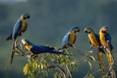 macaw